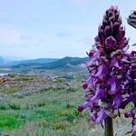 Anacamptis collina Květ