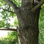 Quercus robur 树皮