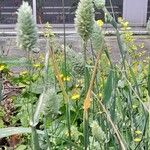 Phalaris canariensis Habit