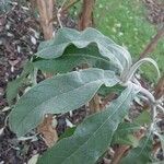 Buddleja americana Ліст