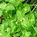 Euphorbia dulcis Hábito