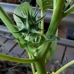 Datura ferox Fruit