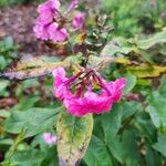 Phlox paniculataFlower