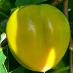 Diospyros kaki Fruit