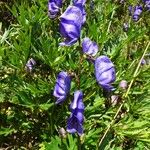 Aconitum napellus 花