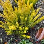 Erica arborea Blad