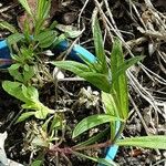 Dianthus armeria Leaf