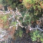 Limonium bellidifolium Fleur