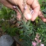 Linaria purpureaFrugt