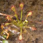 Drosera capillaris Staniste