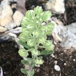 Alyssum alyssoides Blad