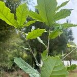 Quercus lancifolia ഇല