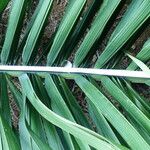 Attalea maripa Folha