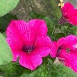 Petunia × atkinsianaFlower