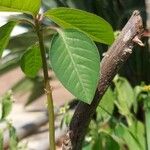 Ludwigia erecta Blatt