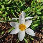 Crocus biflorus Květ
