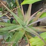 Aloe pictifolia Leaf