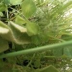 Trifolium repens পাতা