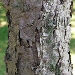 Betula davurica Bark