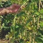 Vigna unguiculata Fruit