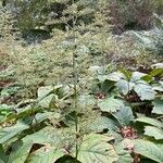 Rodgersia podophylla Cvet