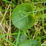 Viola palustris Blad