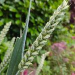 Triticum aestivum 果實