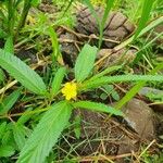 Corchorus trilocularis Leaf