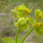 Euphorbia serrata Vrucht