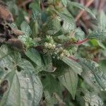 Parietaria judaica Flower