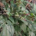 Parietaria judaica Flower