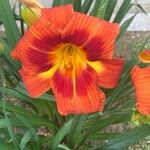 Hemerocallis minorFlower