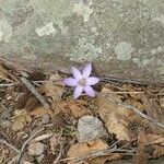 Crocus corsicus Flower