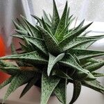 Gonialoe variegata葉