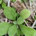 Gamochaeta pensylvanica Leaf