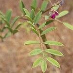 Tephrosia purpurea Leaf