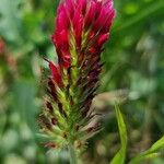 Trifolium incarnatumBloem