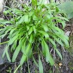 Erysimum pseudorhaeticum Blatt