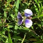 Viola × melissifolia Flower