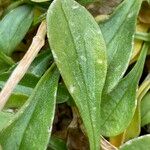 Valeriana apula Leaf