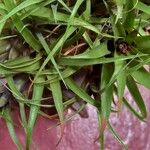 Aechmea recurvata Folha