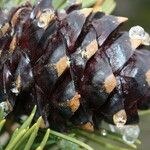 Pinus albicaulis Fruit