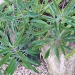 Kalanchoe serrata Leaf