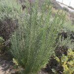 Artemisia californica Leht