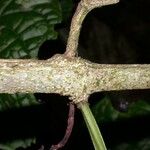 Bignonia hyacinthina Bark