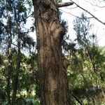 Pterocarya stenoptera Кара