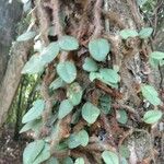 Microgramma vacciniifolia 葉