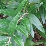 Prinsepia uniflora Leaf