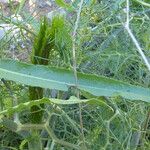 Rumex palustris برگ