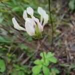 Trifolium clypeatum Virág